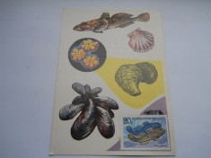 Guvizi (peste de mare) foto