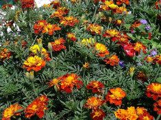 Seminte de Craite(Tagetes),500 buc pentru 10 RON foto