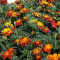 Seminte de Craite(Tagetes),500 buc pentru 10 RON