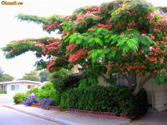 ARBORELE DE MATASE albizia julibrissin foto