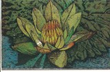 CPI (B1478) BAILE FELIX, ORADEA, NYMPHAEA LOTUS, REZERVATIE NATURALA, C.C.O.O., NECIRCULATA, Fotografie