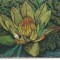CPI (B1478) BAILE FELIX, ORADEA, NYMPHAEA LOTUS, REZERVATIE NATURALA, C.C.O.O., NECIRCULATA
