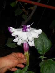 SEMINTE DATURA MOV TRIPLA foto