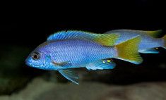 Ciclide Africane - Pseudotropheus Acei Msuli foto