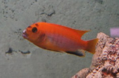 Ciclide Africane - Labidochromis Hongi Red foto