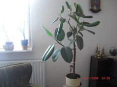 Ficus elastica inalt de 110cm foto