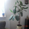 Ficus elastica inalt de 110cm