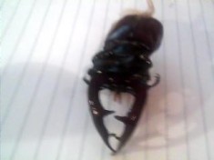 radasca de vanzare(LUCANUS CERVUS) foto