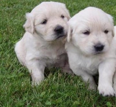 CATEI GOLDEN RETRIVER foto