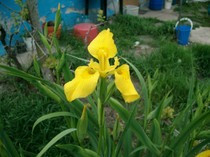 IRIS GALBEN (Iris pseudoacorus) PACHET 100 SEMINTE - PRODUCTIE 2014 foto