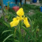 IRIS GALBEN (Iris pseudoacorus) PACHET 100 SEMINTE - PRODUCTIE 2014