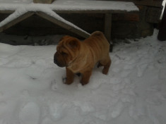 VAND CATEL SHAR PEI, FEMELA, BUCURESTI foto