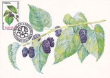 CARTE POSTALA-PRIMA ZI A EMISIUNII-5.11.2002 ;DUDE NEGRE