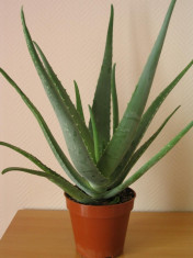 aloe vera foto