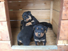 Vand pui rottweiler foto