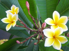 Plumeria foto