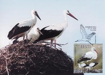 464 - Estonia carte maxima 2004 foto