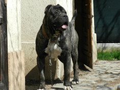 Canisa Los Balcanes vinde pui Perro de Presa Canario foto