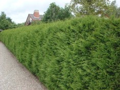 Thuja occidentalis &amp;#039;Brabant&amp;#039; - tuia brabant, planta pentru gard viu vesnic verde foto