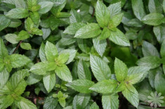 Menta - Mentha piperita - planta medicinala de gradina la ghiveci foto