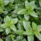 Menta - Mentha piperita - planta medicinala de gradina la ghiveci