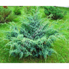 Juniperus chinensis &amp;#039;Blue Alps&amp;#039; - ienupar chinezesc la ghiveci foto