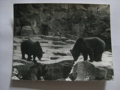 FOTOGRAFIE CU URSII DE LA GRADINA ZOOLOGICA BERLIN DIN 1983 foto