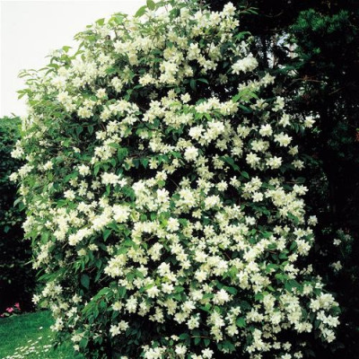 Iasomie, lamaita - Philadelphus coronarius 'Lemoinei'- planta de ...