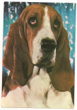 Carte postala(ilustrata)-CAINI-Basset (hound), Necirculata, Printata