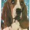 carte postala(ilustrata)-CAINI-Basset (hound)