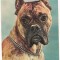 carte postala(ilustrata)-CAINI-Boxer