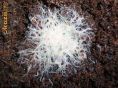 Viermi Grindal - Enchytraeus buchholz . Ideala pentru imbunatatirea coloritului , hrana vie fara probleme in orice anotimp! foto