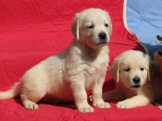 pui golden retriever de exceptie, cu pedigree foto