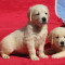 pui golden retriever de exceptie, cu pedigree