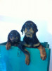 Vand rotweiler rasa pura, Rottweiler