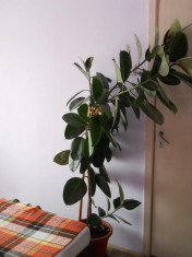 Ficus foto