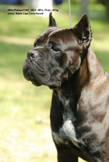 Pui cane corso din monta de exceptie !! foto