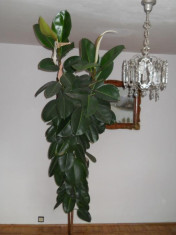 Ficus inalt foto