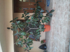 Vand ficus foto