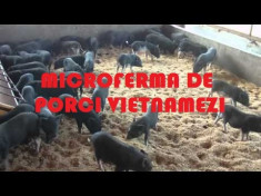 MICROFERMA DE PORCI VIETNAMEZI &amp;amp;amp;ndash; documentatie pentru demararea unei afaceri familiale profitabile foto