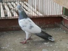 porumbei : roller de Debrecen,voiajor,berzati de Budapesta foto