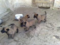 Vand pui Ciobanesc Belgian (Mallinois) foto