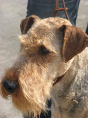 Airedale Terrier Puppy foto