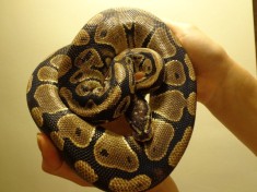 Piton regal foto