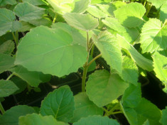 Paulownia elongata puieti foto