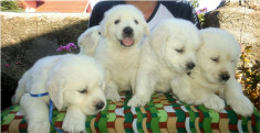 pui Golden Retriever calitate show! foto