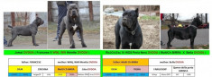 Vand pui cane corso - parinti campioni !! foto