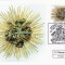 2233 - Austria carte maxima 2002