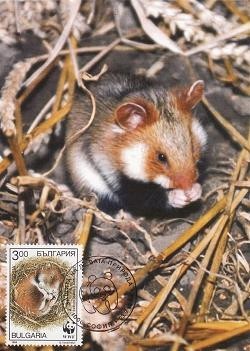 2690 - Bulgaria 1994 foto