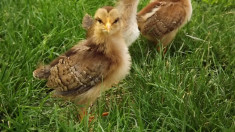 Vand pui gaini rasa - potarnichiu italian, australorp negru foto